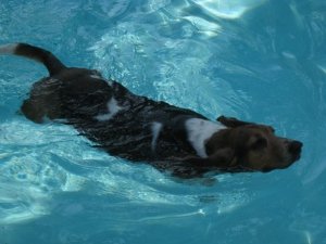 Holly swimming